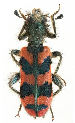 Réf. 304 847 : Trichodes alvearius